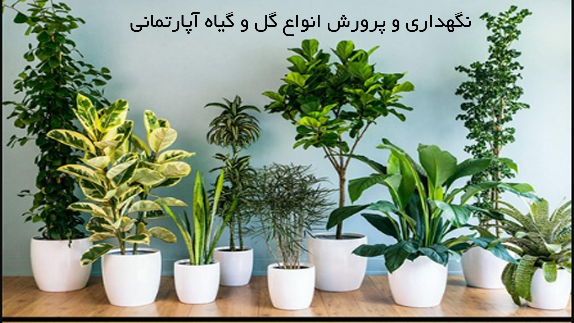 gol پرورش گلهای آپارتمانی - تصویر 1