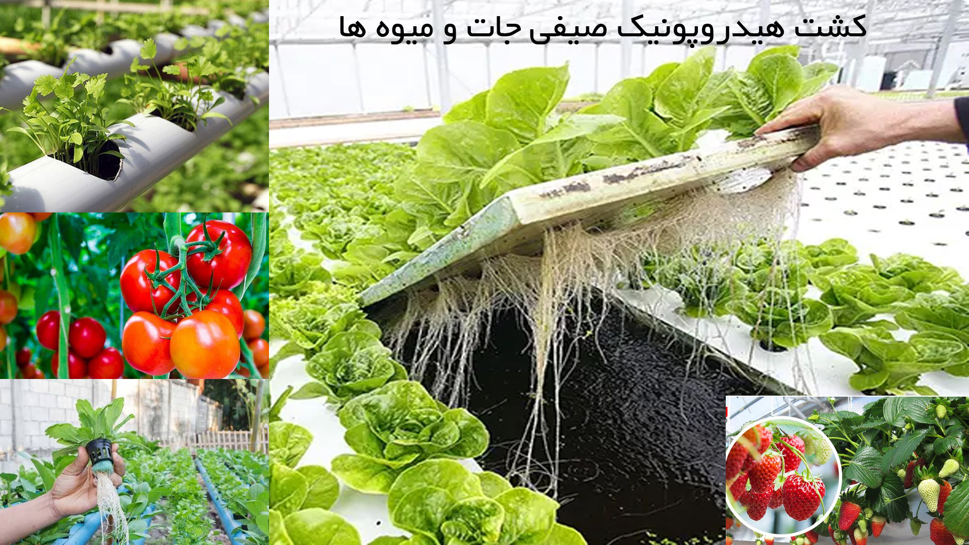 hedreo آموزش کشت هیدروپونیک با مدرک فنی وحرفه ای - تصویر 1